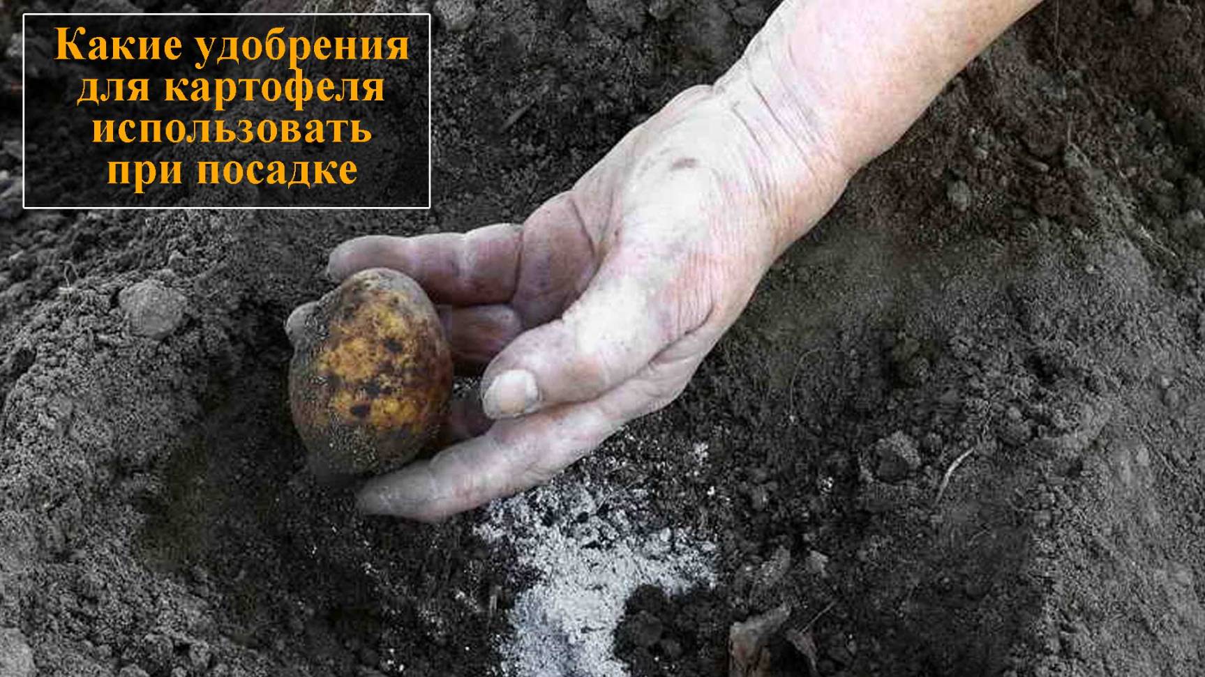Удобрение для картофеля при посадке смотреть онлайн