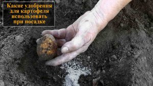 Удобрение для картофеля при посадке