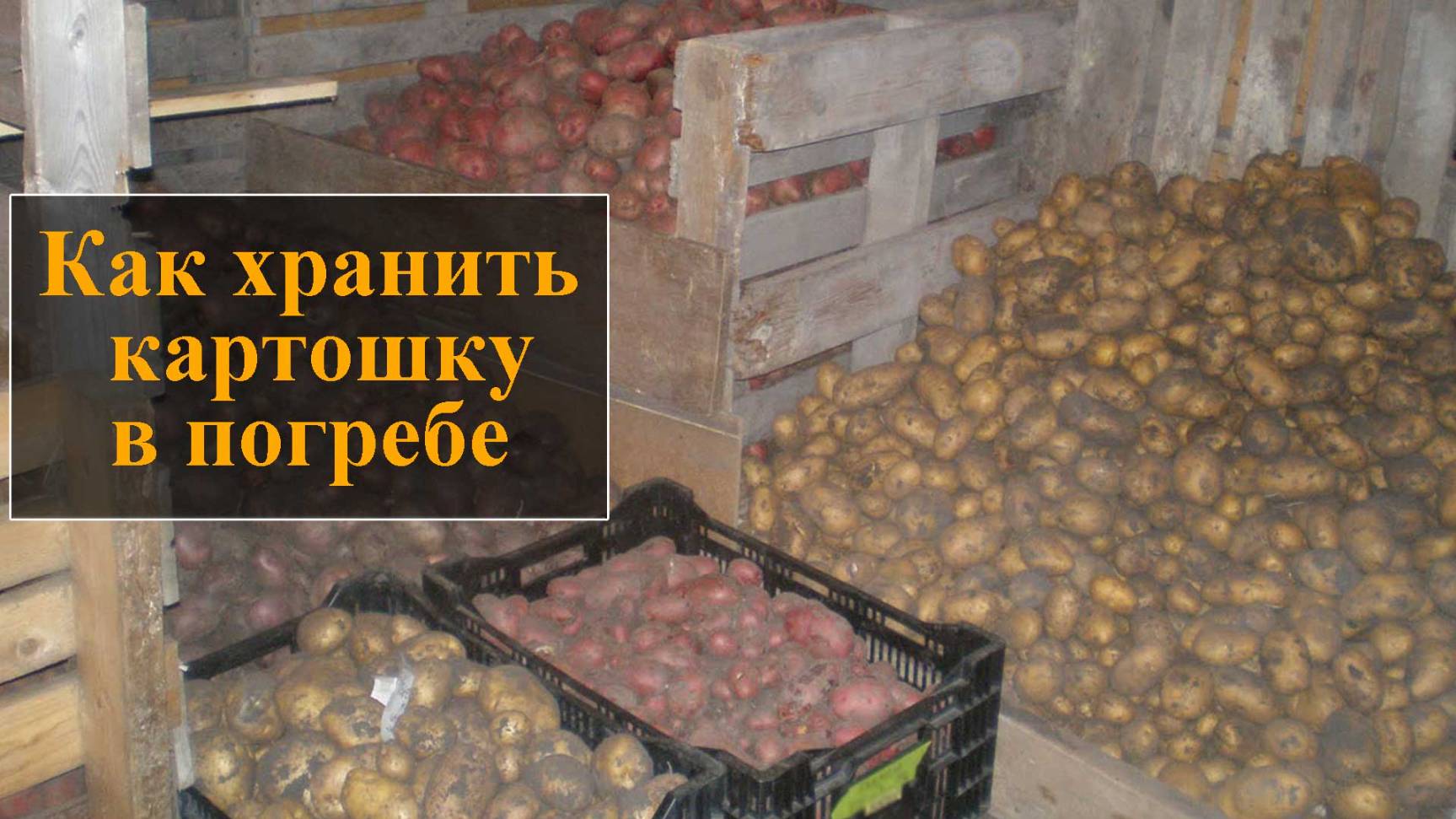 Как хранить картошку в погребе смотреть онлайн