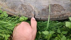 МТЗ 82 на шинах 13.6 р 20