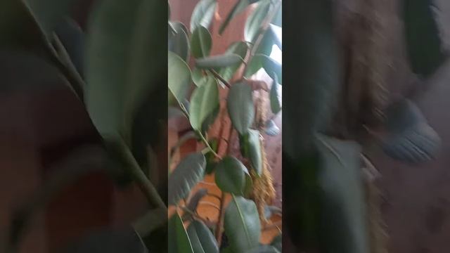 Пальма или как из Икеи смотреть онлайн