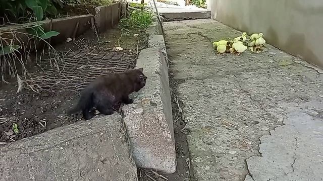 ГУСЯТА УТЯТА И КОТЁНОК😾😾😾 смотреть онлайн