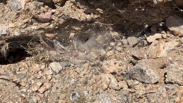 Funnel Web Spiders in the Desert смотреть онлайн