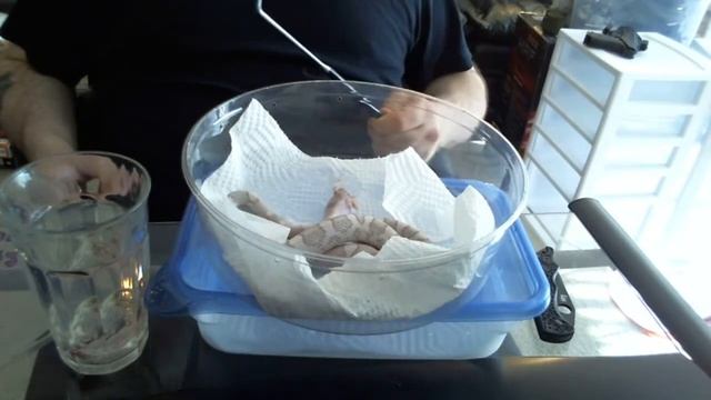 Feeding Luna, My Femaile Moonstone (Anery+Lavender) Corn Snake!