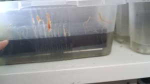 Автоматическая домашняя ферма для аулофоруса, дафний и трубочника.