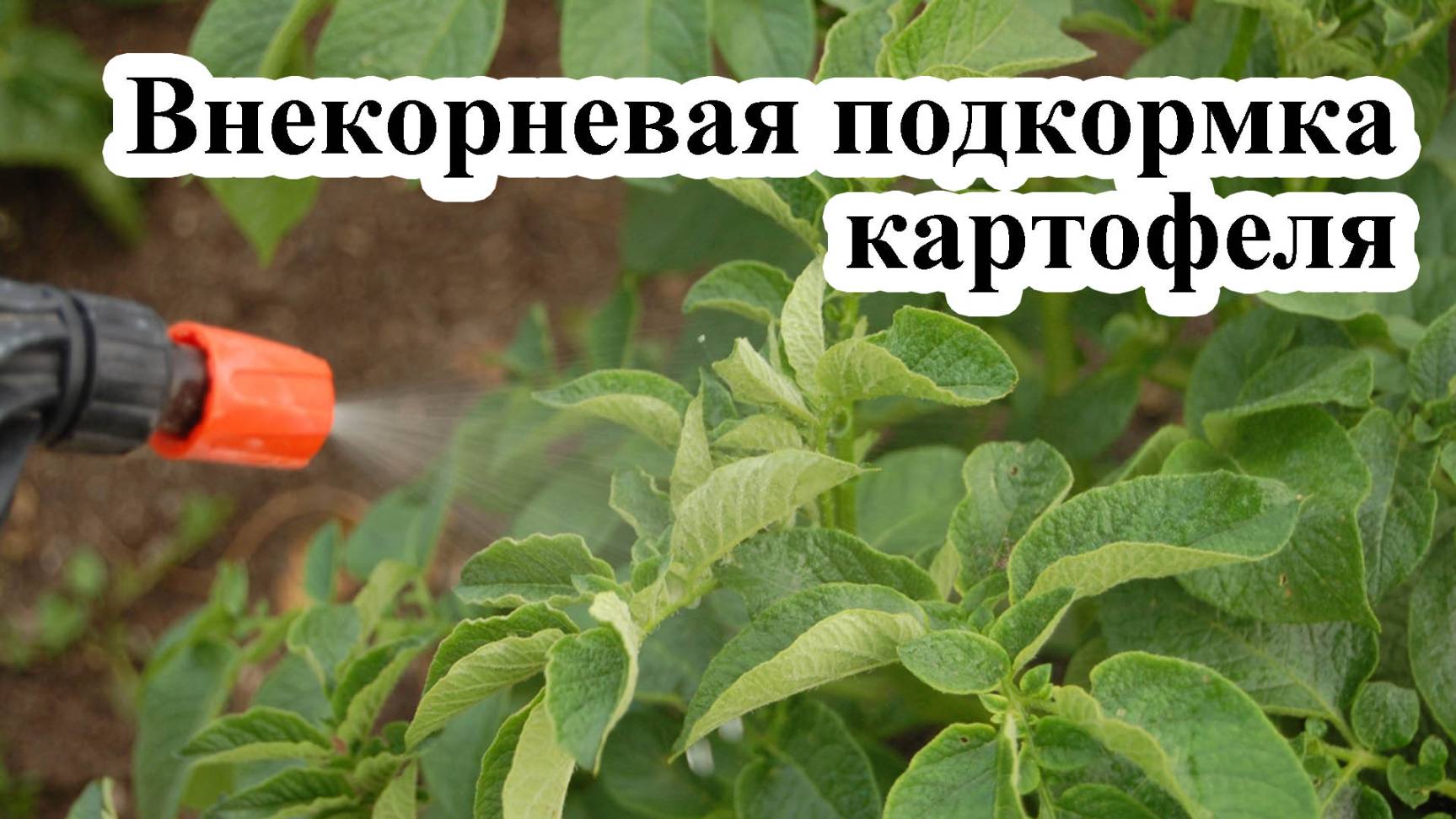 Внекорневая подкормка картофеля смотреть онлайн