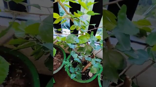 Always Green Smart watering system смотреть онлайн