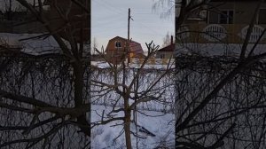 Обрезка ивы Хакуро-Нишики в марте#хакуронишики#обрезка #весной#ива