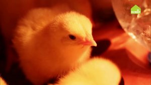 Как правильно содержать бройлерных цыплят. Советы для начинающих птицеводов