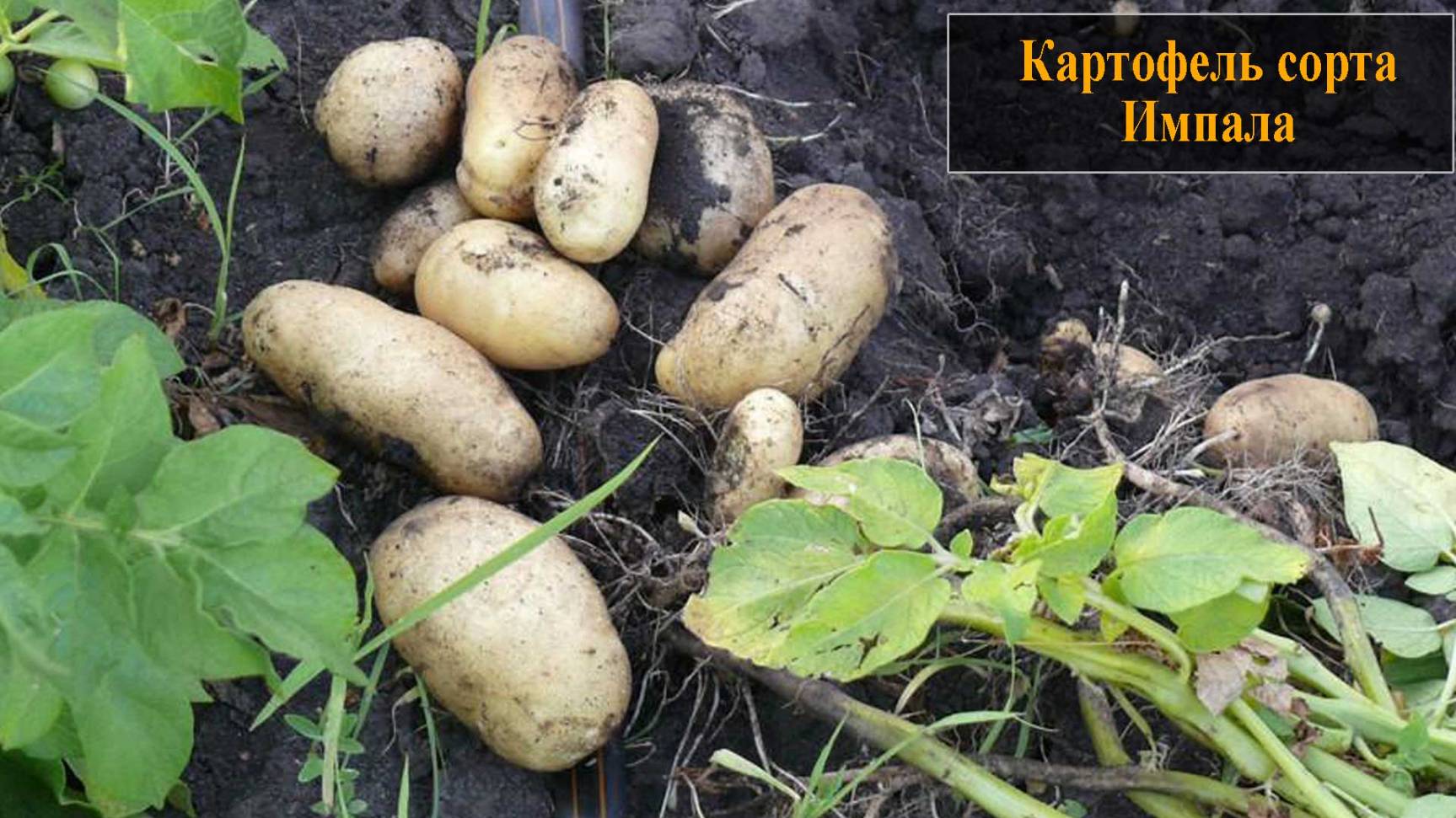 Картофель сорта Импала смотреть онлайн