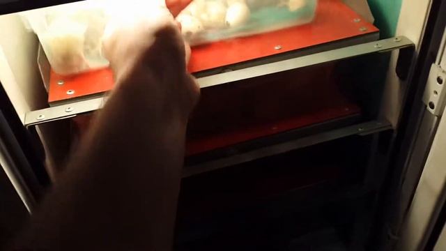 Вылуп перепелок 29.11.2017 смотреть онлайн