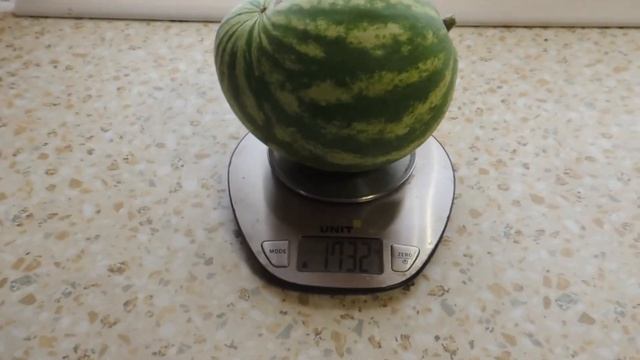 Последний арбуз все таки вызрел. смотреть онлайн