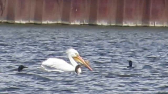 60 Seconds of the American White Pelican смотреть онлайн