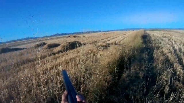 Մարգահավ,Коростель,Corncrake смотреть онлайн