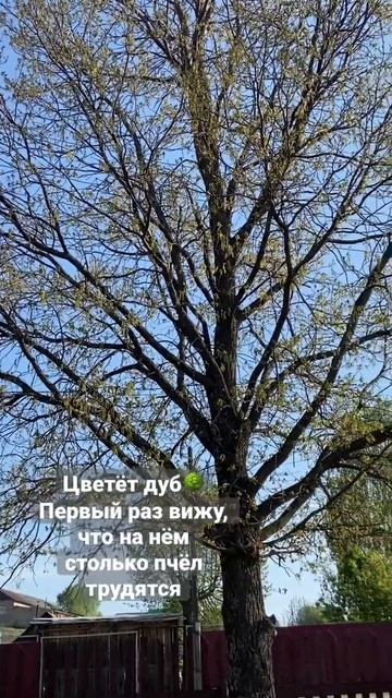 Дуб цветёт #веснавдеревне #весна #дуб#скоролето#shorts