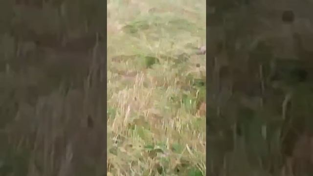 Т 40 с жаткой В Каиназаре смотреть онлайн