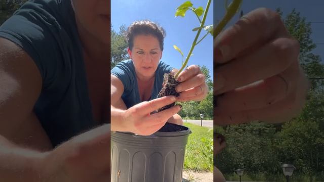 Planting patio cherry tomato plants in pots! So extremely easy to grow your own tomatoes at home! смотреть онлайн