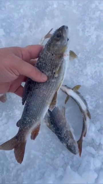 рыбалка на хариуса зимой #рыбалка #хариус #shorts