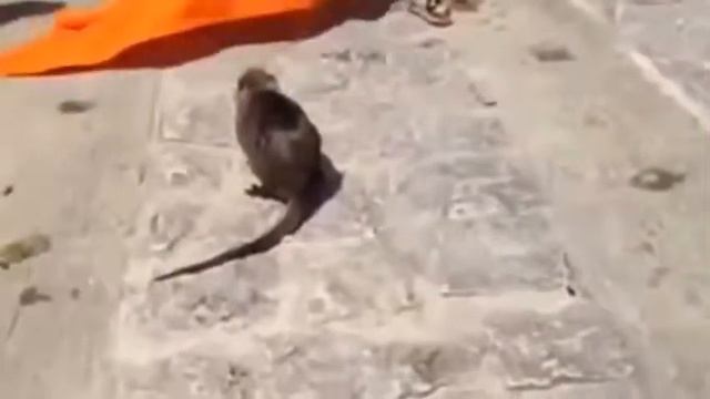 ПРИКОЛЫ и РАЗВЛЕЧЕНИЯ на ПЛЯЖЕ смотреть онлайн