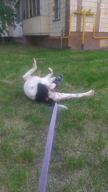 собака порезала лапу