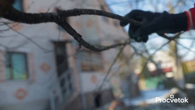 КАК ОБРЕЗАТЬ ЗАПУЩЕННУЮ ВИШНЮ? Формируем компактную и урожайную крону вишни простыми приемами смотреть онлайн