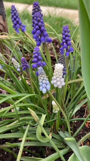 Spring Garden Harvest #shorts