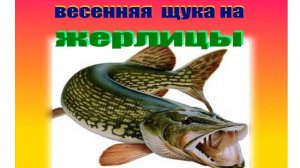 Ловим весеннюю щуку на жерлицы.