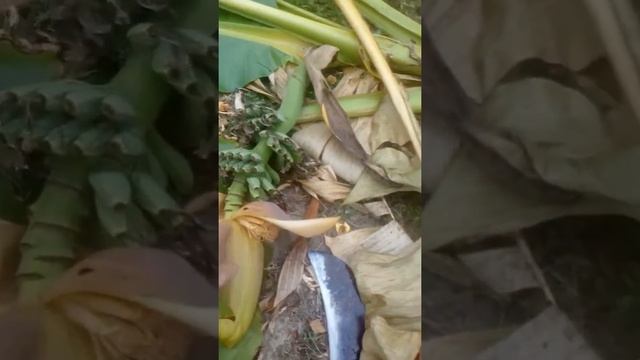 Zeljko eric banana musa basjo secenje pred zimu смотреть онлайн