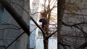 Девочка на дереве