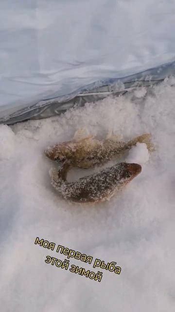 #рыбалка #зимняяловлярыбы #подпишись #популярное #ёрш #рекомендации #рыба