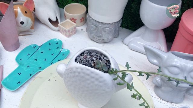 Intentando Recuperar Arreglos De Suculentas #suculentas #plagas