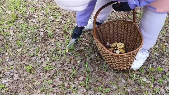 РЫЖИКИ,МАСЛЯТА. ГРИБЫ В МАЕ! #грибы #маслята #рыжик