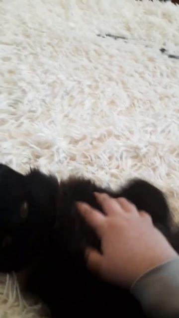 #котики #cat #кошка #кет смотреть онлайн