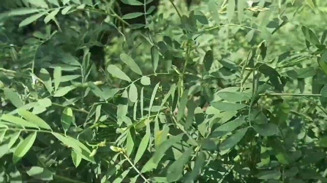 அரியவகை கொள்ளுக்காய் வேளைமூலிகையின் பெயர் – வெள்ளை கொள்ளுக்காய் வேளைதாவரப்பெயர் – TEPHRUSIA PURPURE смотреть онлайн