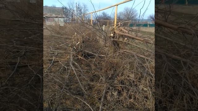 Начало стройки - уборка участка. Цикл видео построй свою мечту) смотреть онлайн