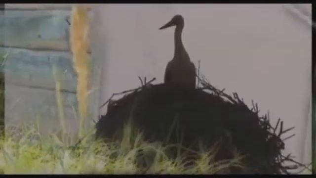 Владимир Шаршов (Кремль) видео Аист сопродюссер MC Hacker смотреть онлайн