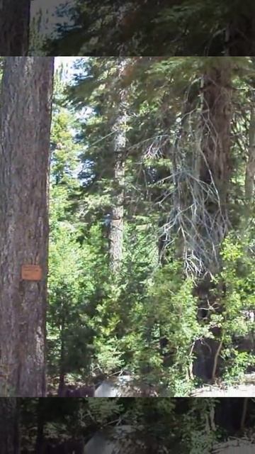 Topping Large White Fir смотреть онлайн