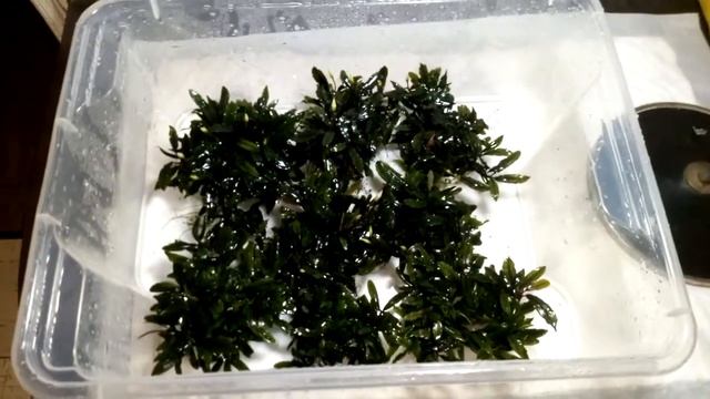 Bucephalandra sp. Kualakuayan смотреть онлайн