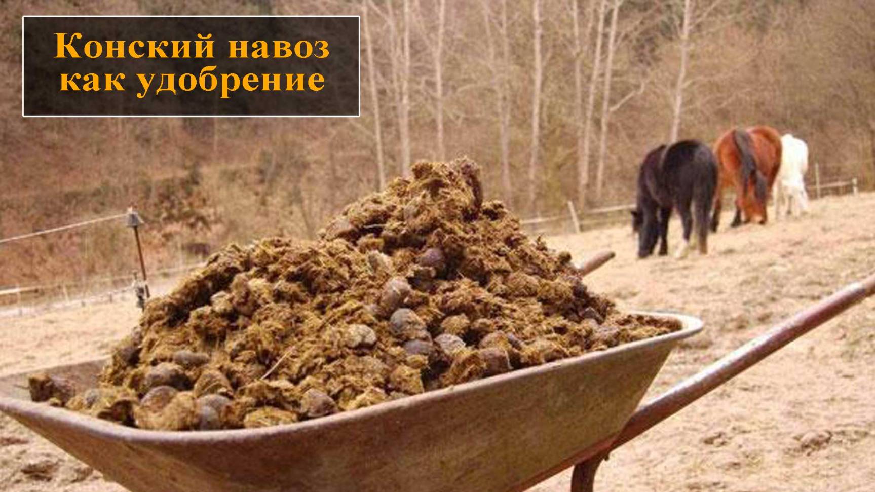 Конский навоз как удобрение смотреть онлайн