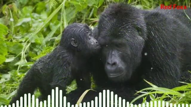 Gorilla Sound|animal Sounds|#animalsounds|gorilla Ringtone|animal Sounds Ringtones|ringtone|Red Fox
