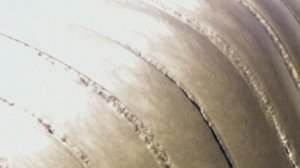 Курьёзы природного мира 4 сезон 5 серия «Удивительные панцири» (документальный сериал, 2013)