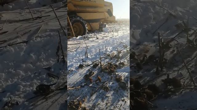 Уборка подсолнечника в декабре 2019 Башкирия смотреть онлайн