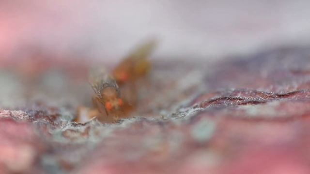 Fruitvliegje Drosophila immigrans смотреть онлайн