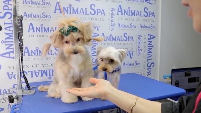 Зоосалон AnimalSpa на Новой Риге