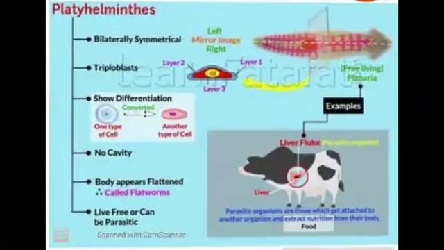 CLASS IX - BIOLOGY - KINGDOM ANIMALIA PART 1