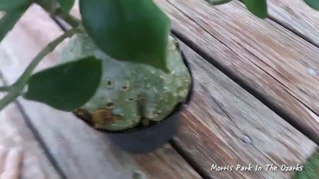 Unusual Ant Plant in a tree Update смотреть онлайн