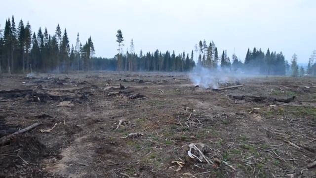 Жгут незаконную делянку в лесу на Промкомбинате, 19 июля, р-и.тв смотреть онлайн