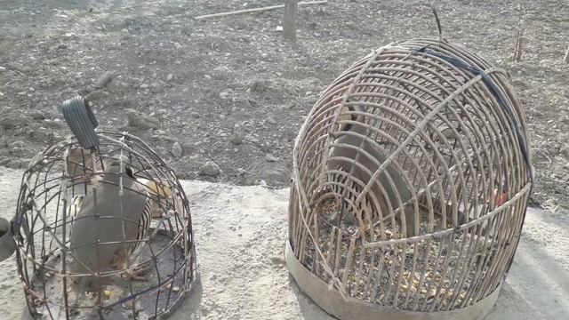 кеклик Охота Амирбек  2021 (2)