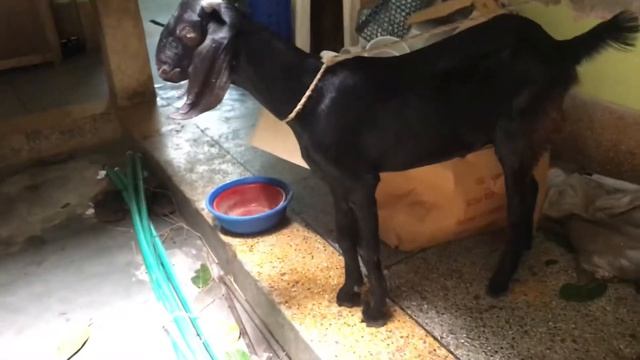 My goru🐄🐄🐄🐄🐄 смотреть онлайн