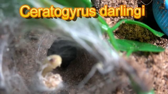 Tarantula Feeding Time!! смотреть онлайн
